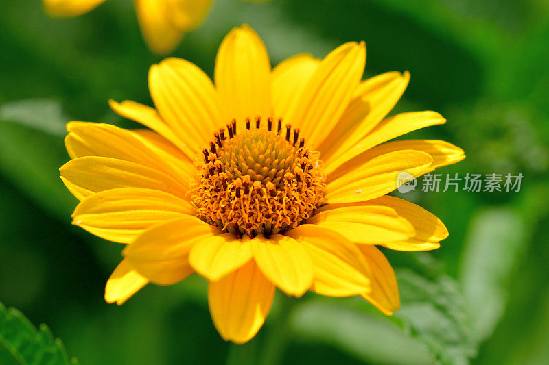 Heliopsis helianthides / Oxeye雏菊花